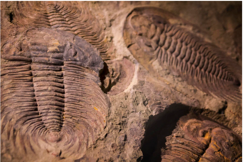 Od trilobitů až po mamuty - jarní prázd.