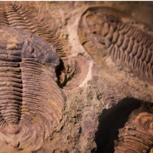 Od trilobitů až po mamuty - jarní prázd.